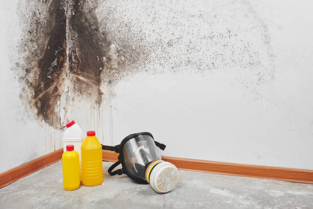 Best Commercial Mold Removal  in Crete, NE