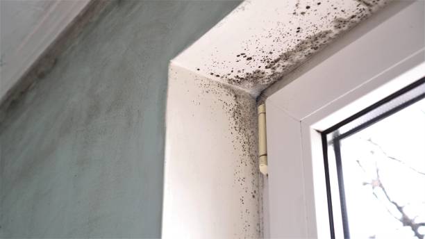 Mold Testing and Removal in Crete, NE