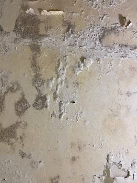 Best Professional Mold Removal  in Crete, NE
