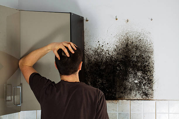 Best Mold Removal Specialists  in Crete, NE
