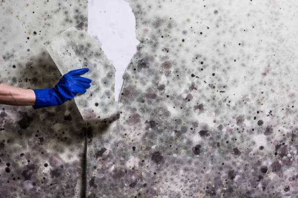 Best Crawl Space Mold Removal  in Crete, NE