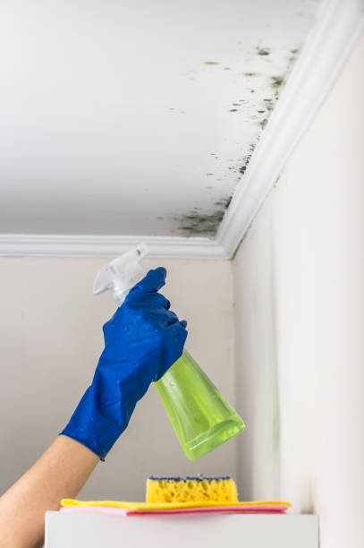 Best Home Mold Removal  in Crete, NE